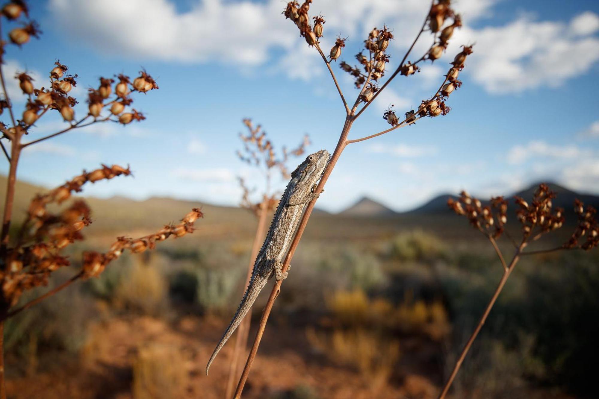 Drie Kuilen Nature Reserve Touws River エクステリア 写真